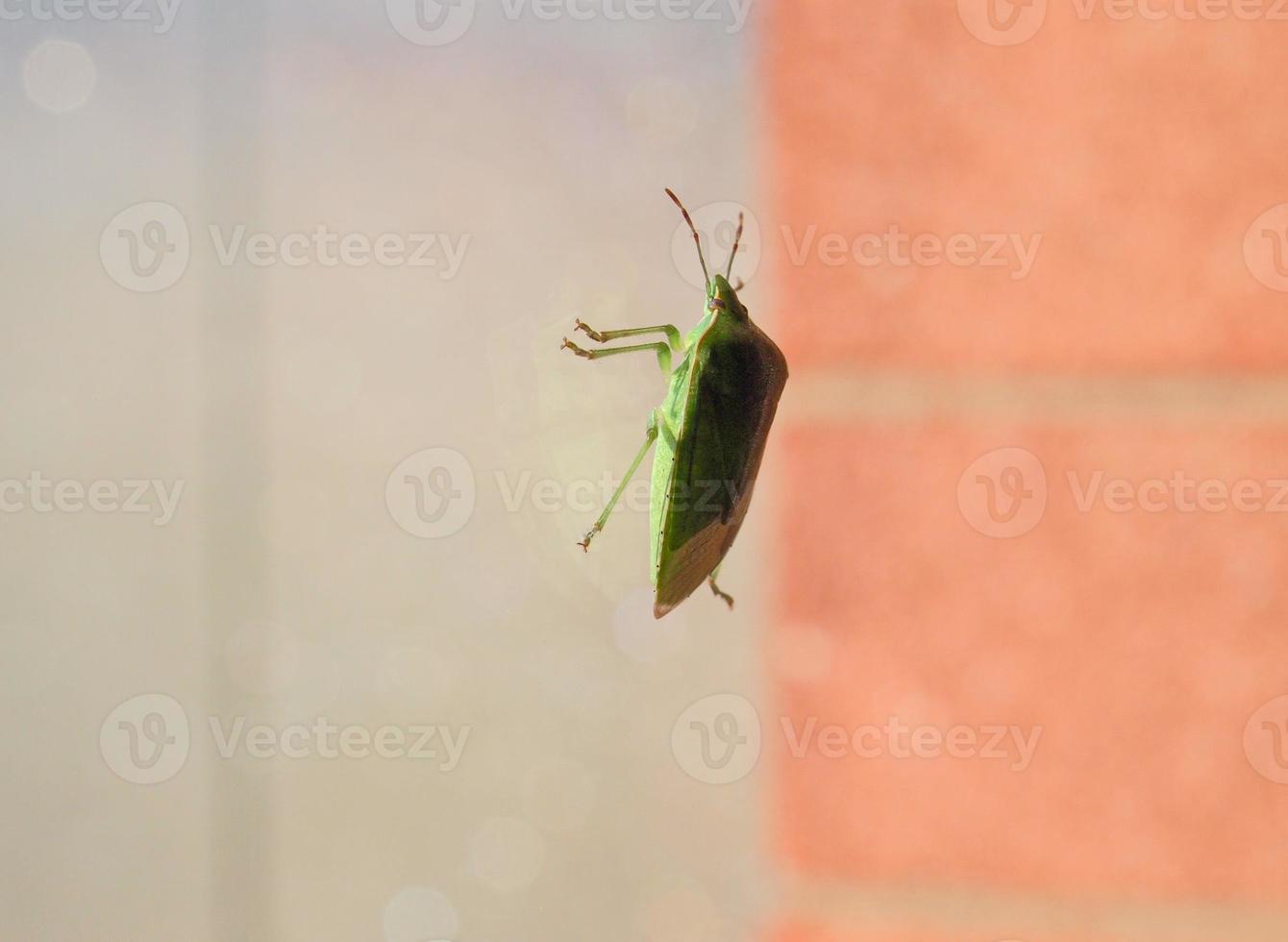 Green shield bug on the window photo