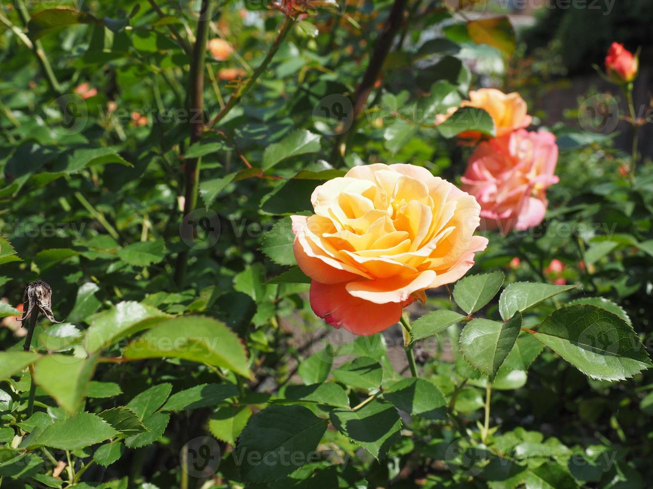 Yellow pink rose flower photo