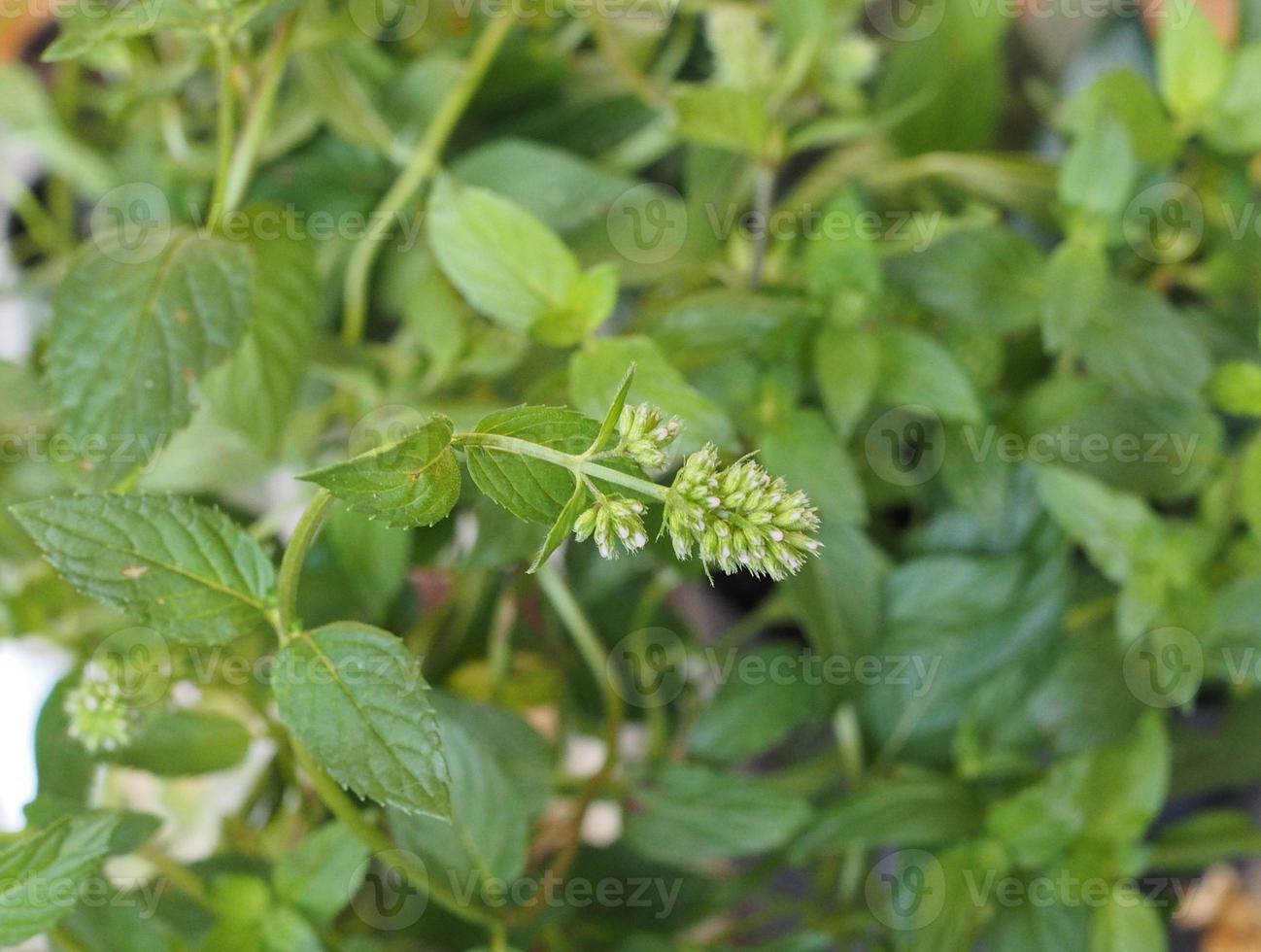 Peppermint Mentha, selective focus photo