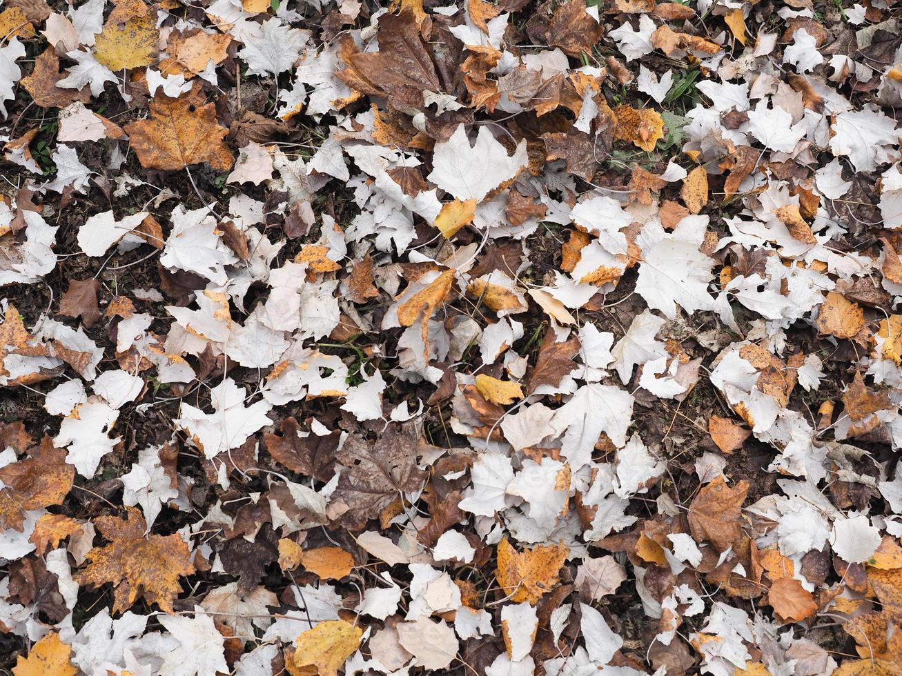 Autumn leaves background photo