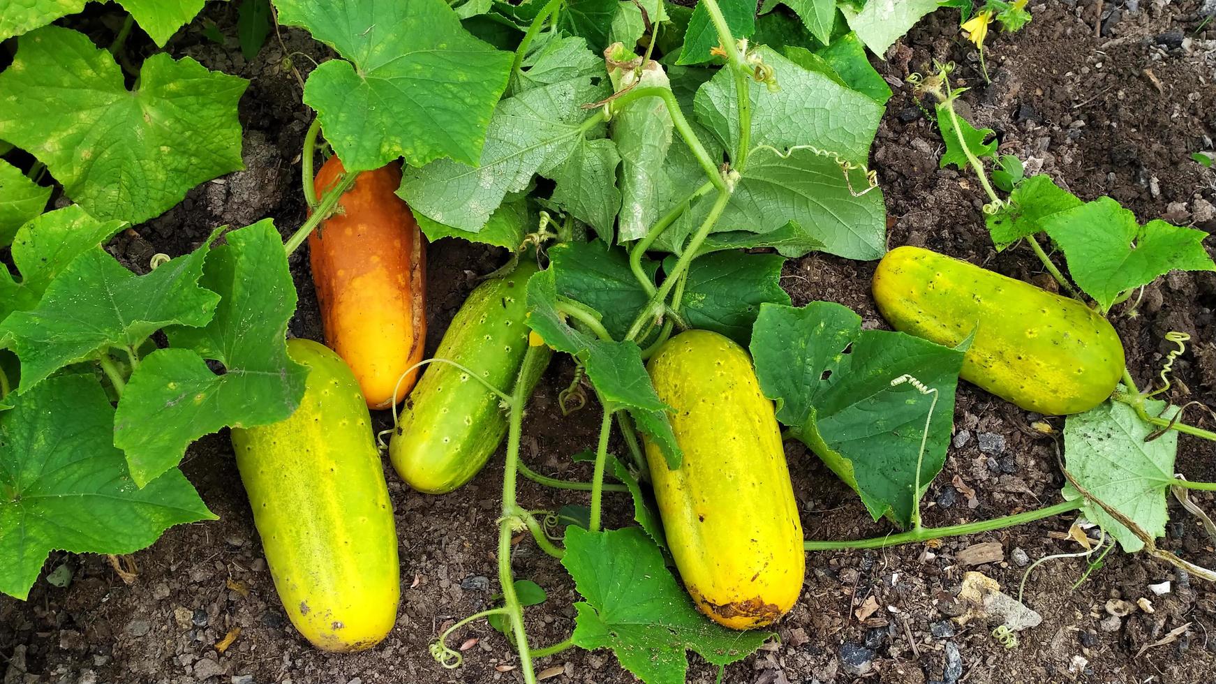 Cucumbers. Overripe yellow and green cucumbers lie on the ridge in the garden in autumn. photo