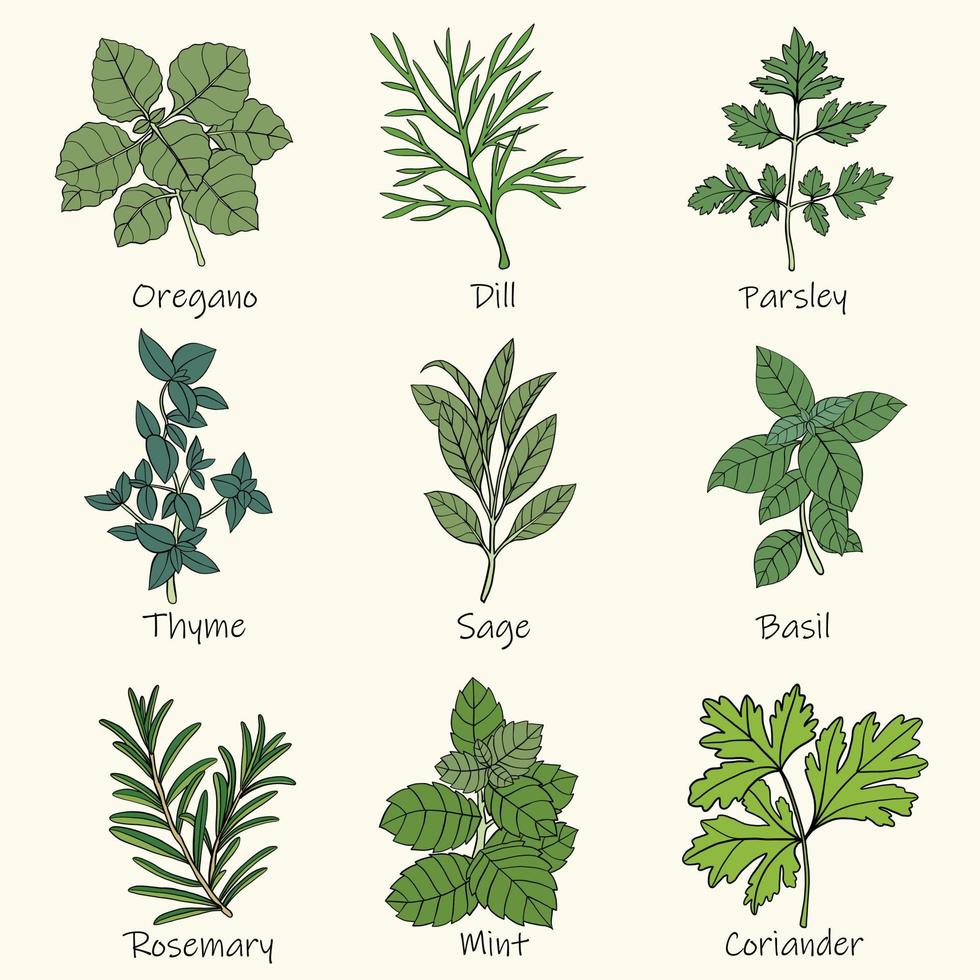 Doodle freehand sketch drawing of culinary herbs. vector