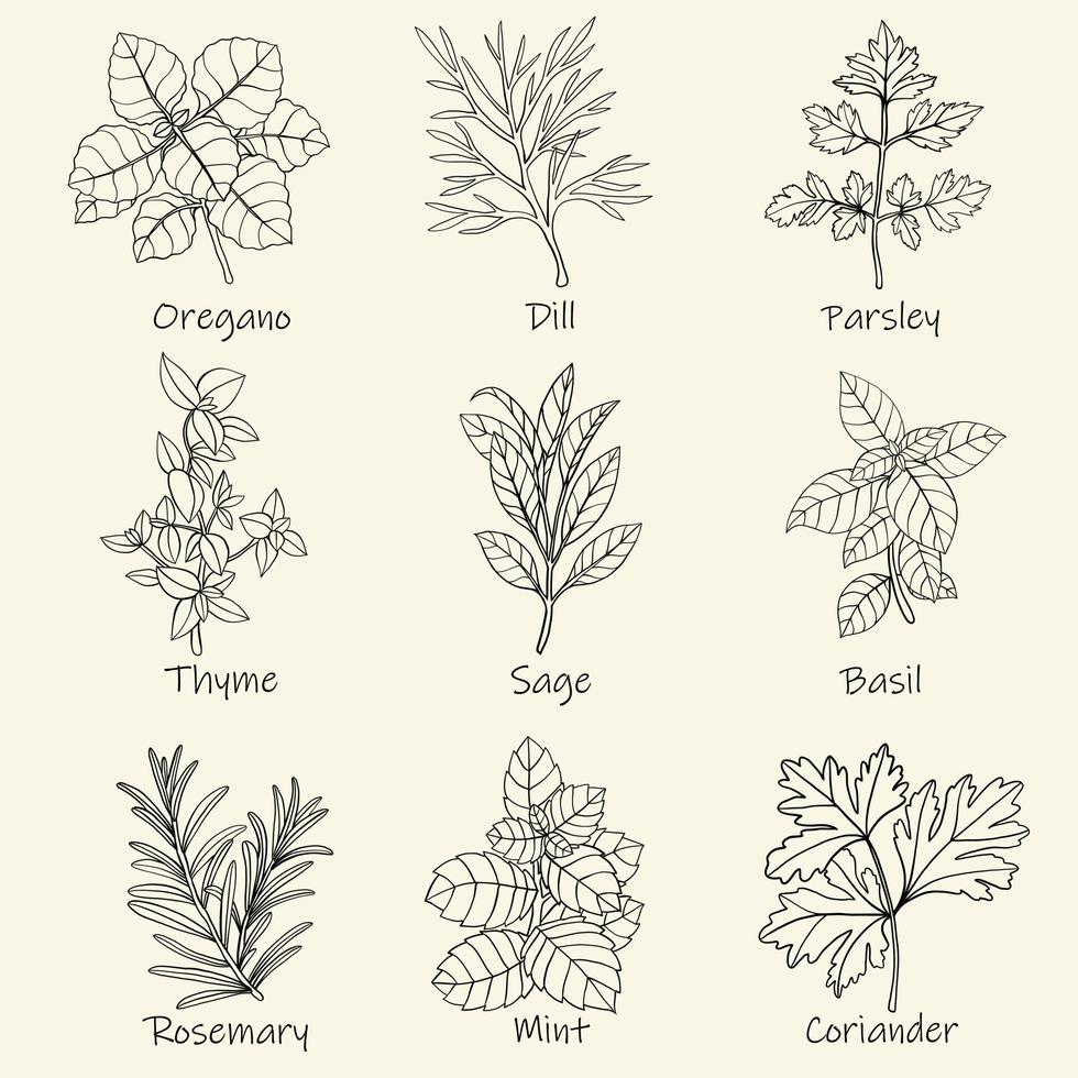 Doodle freehand sketch drawing of culinary herbs. vector
