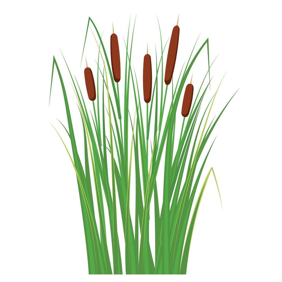 Reed in the green grass. Swamp and river plants. Vector flat illustration.
