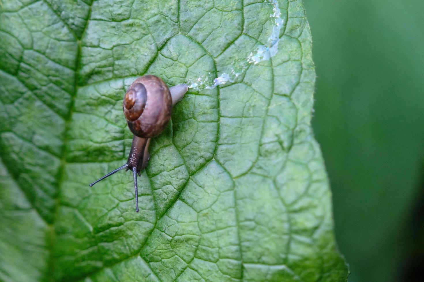 Macro de caracol marrón común sobre una hoja verde en el jardín de verano al aire libre foto