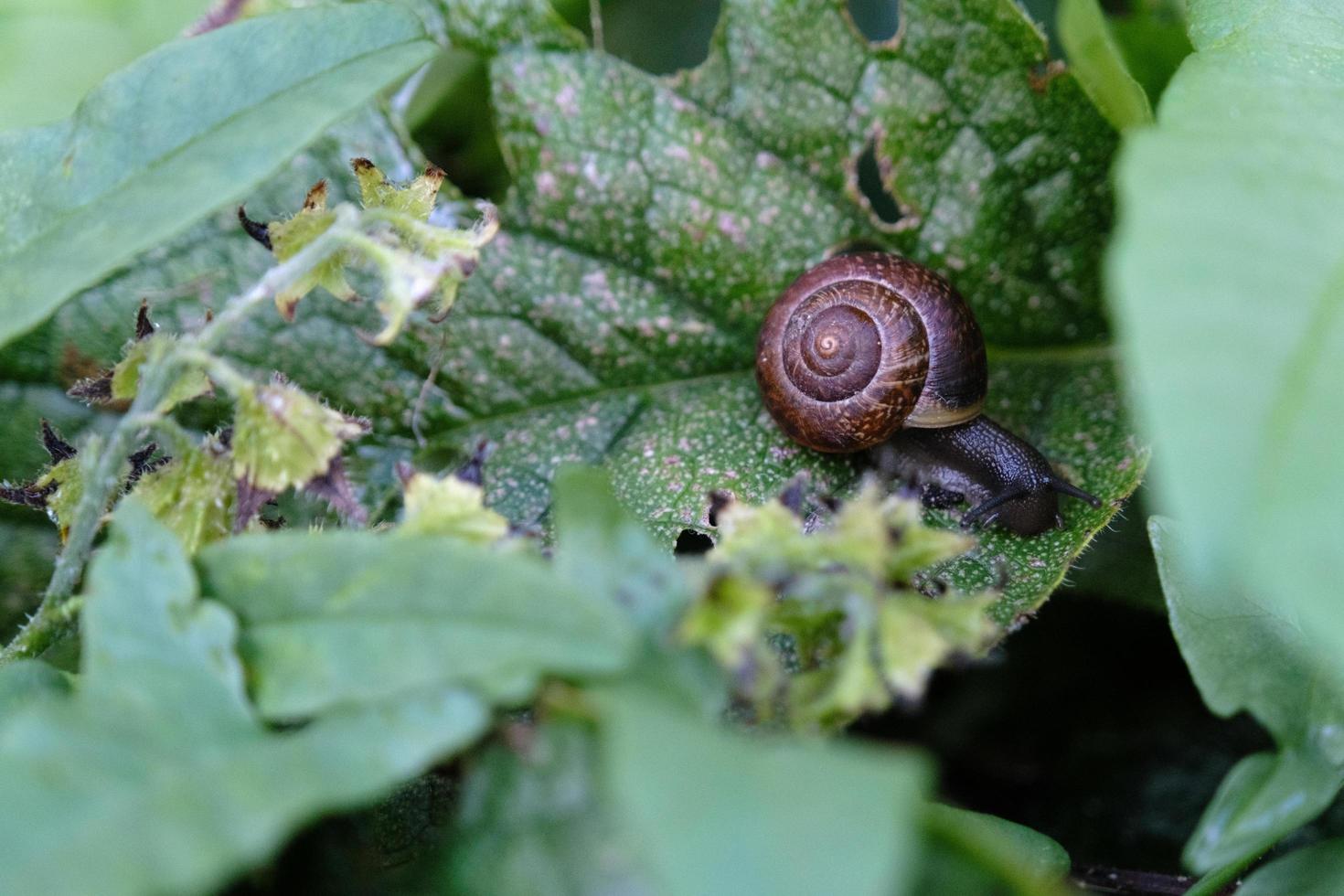 beautiful common snail macro on a green leaf outdoors photo