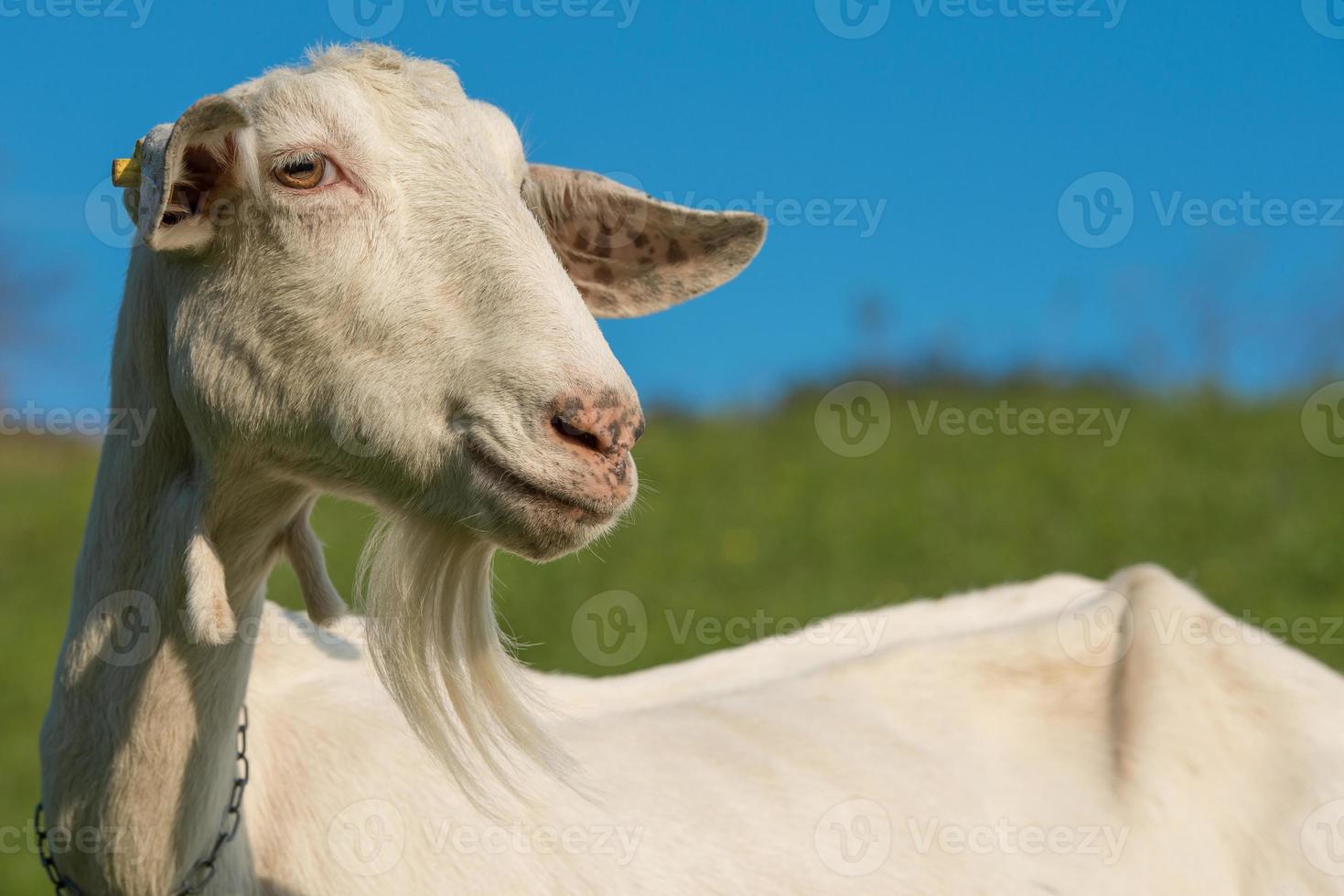 Goat on Italian alps photo