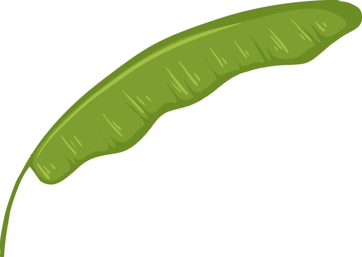 Una hoja de plátano estilo de dibujos animados aislado sobre fondo blanco. vector
