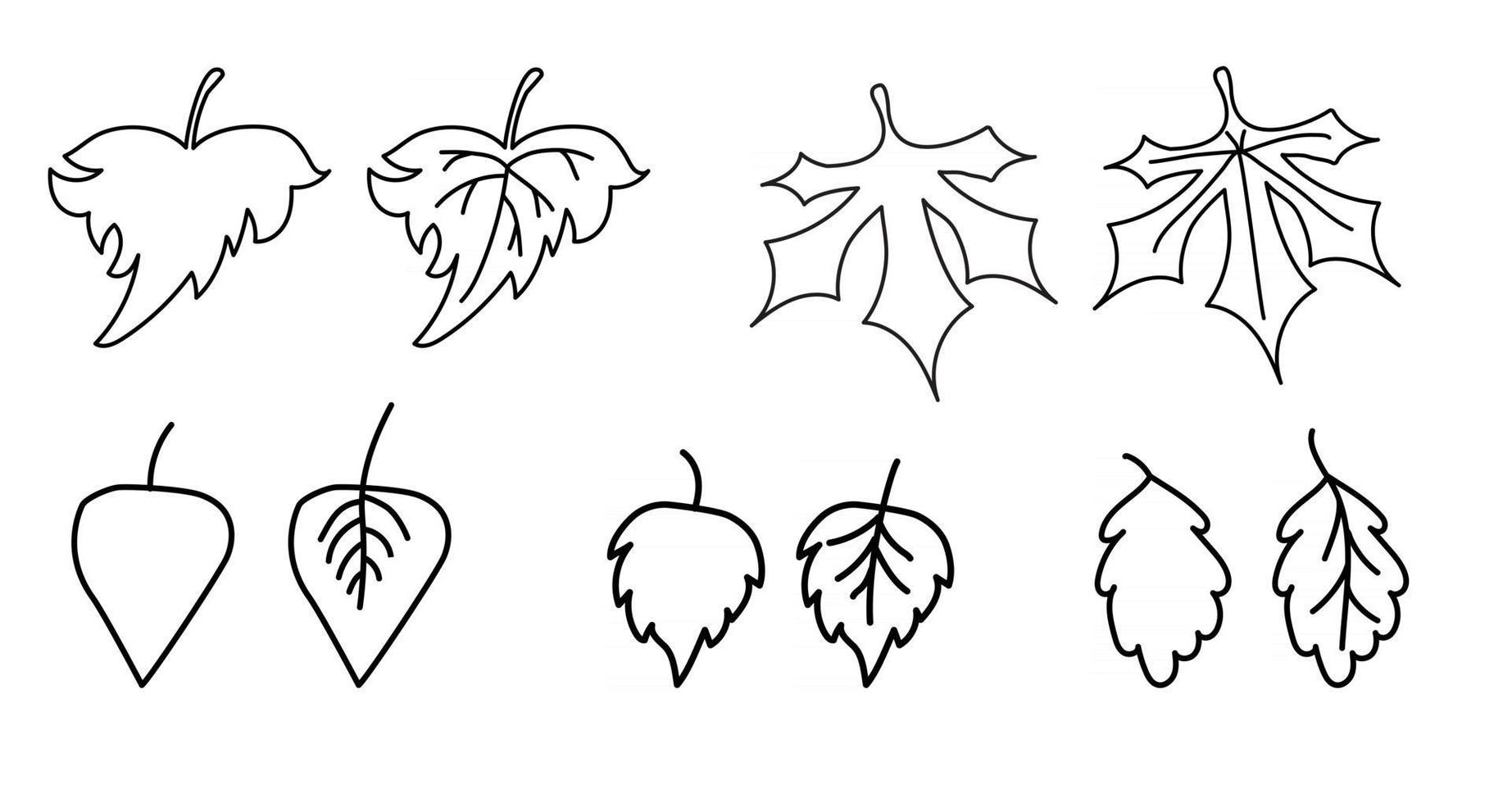 Set  autumn leaves line drawings outline vector