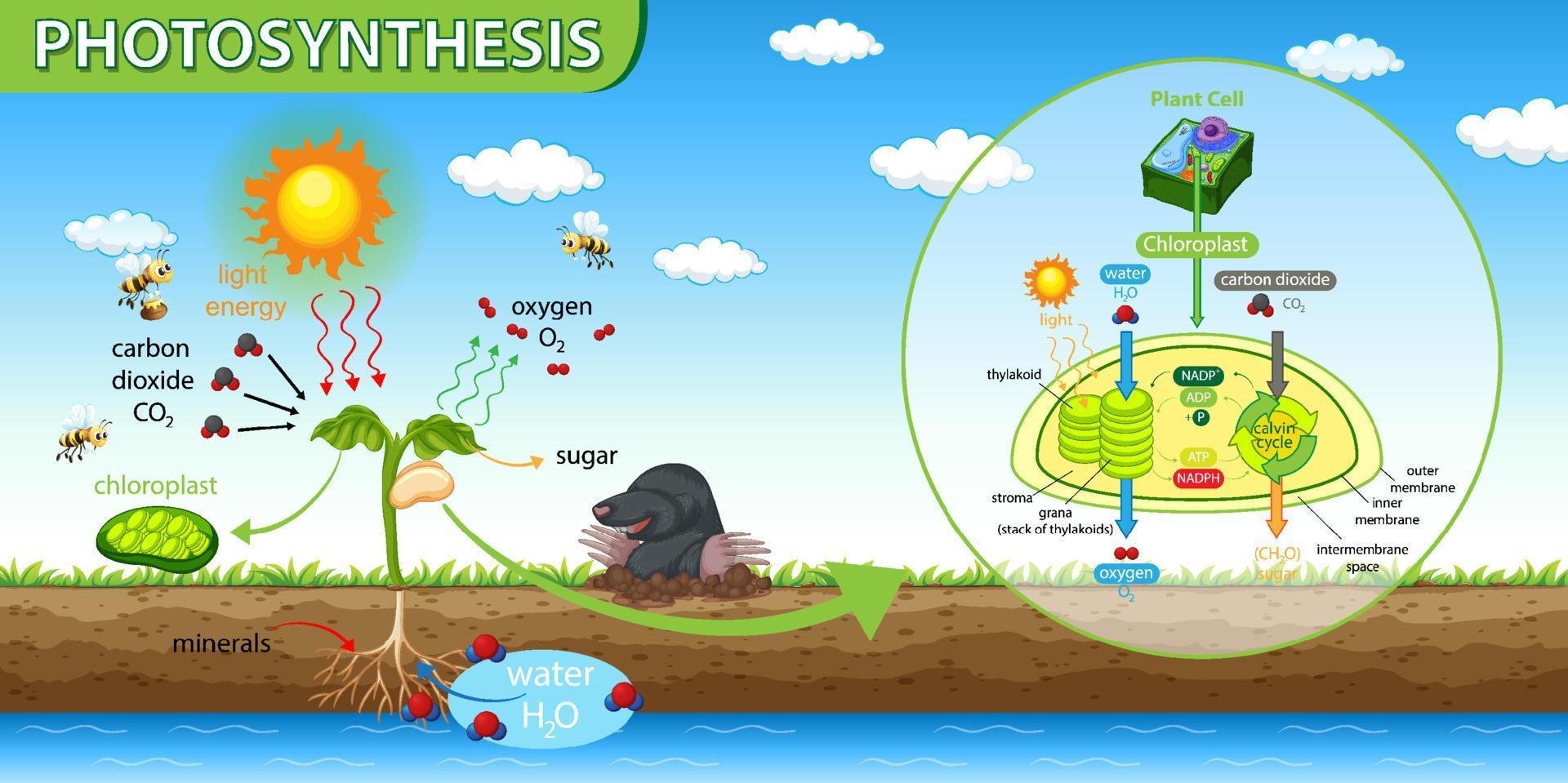 Diagram showing process of photosynthesis in plant vector