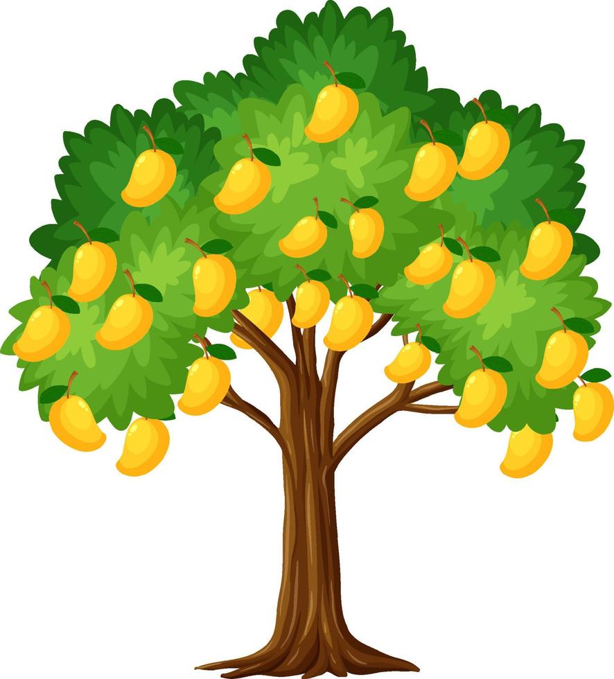 Yellow mango tree isolated on white background vector