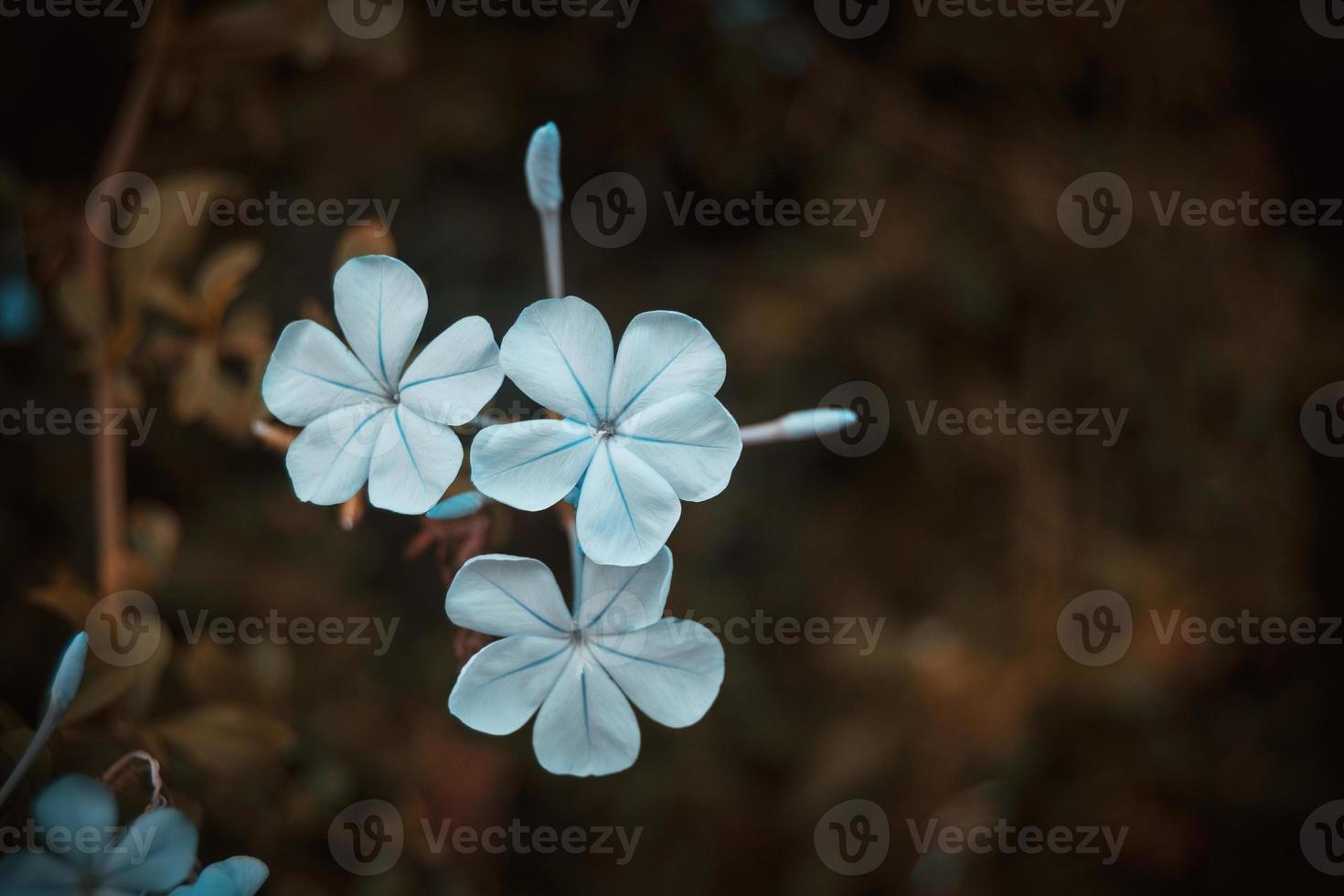flores de plumbago auriculata photo