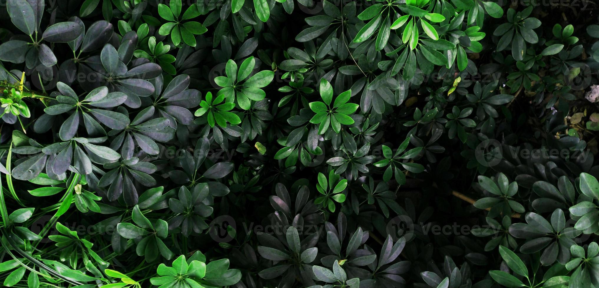 Tropical green leaf photo