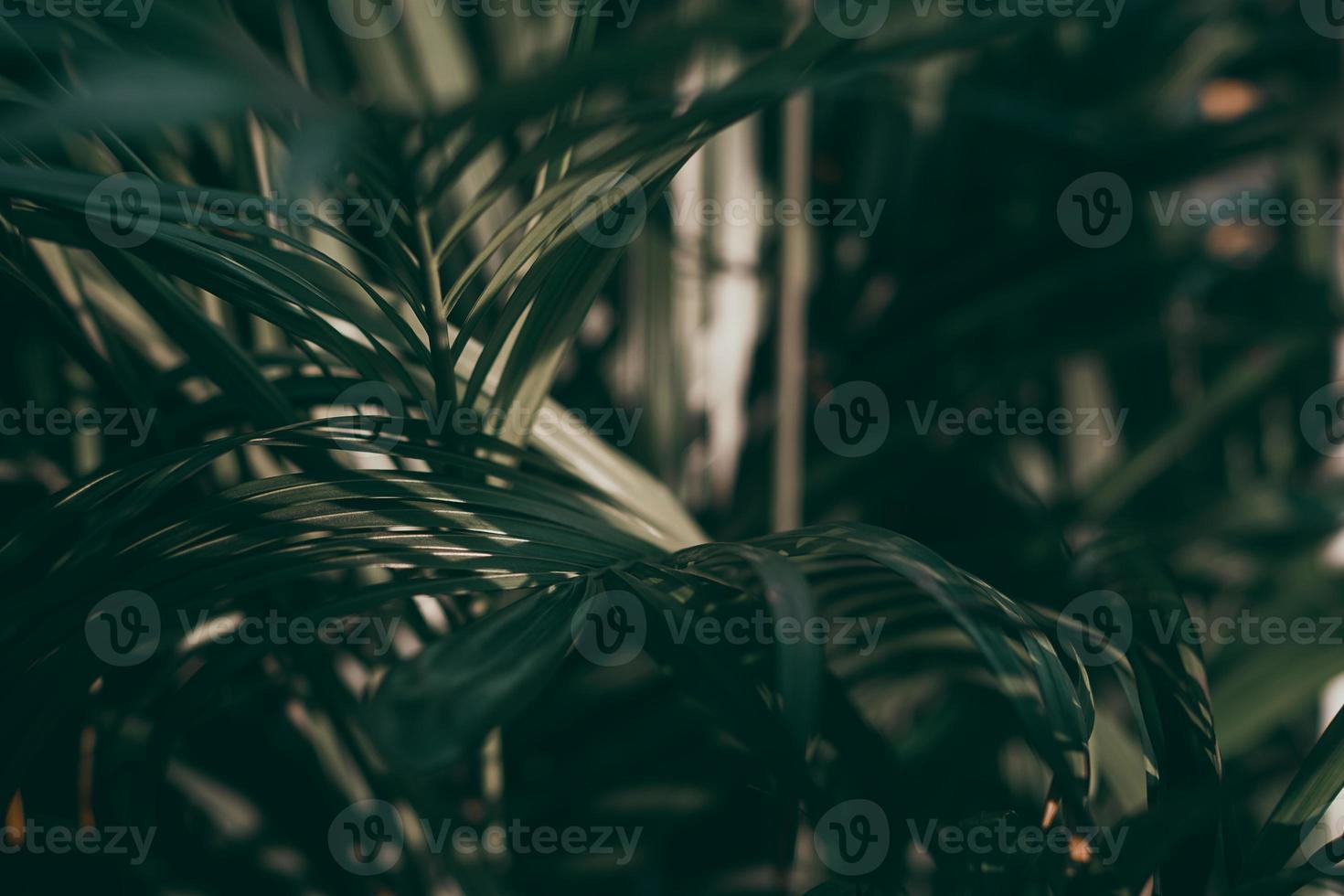 Fondo de hoja verde tropical borrosa, tema de tono oscuro. foto