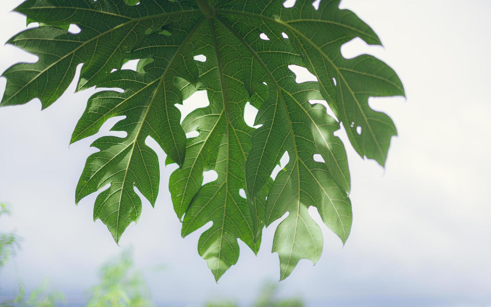 Green papaya leaves on a blue sky background, on a sunny day, papaya leaf pattern, papaya leaves photo