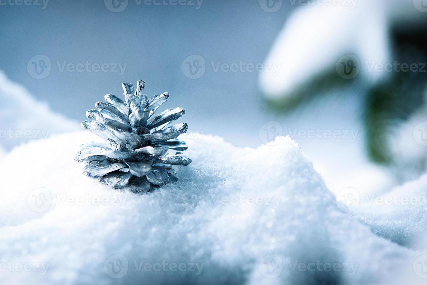 frost and snow on green needles of fir trees photo