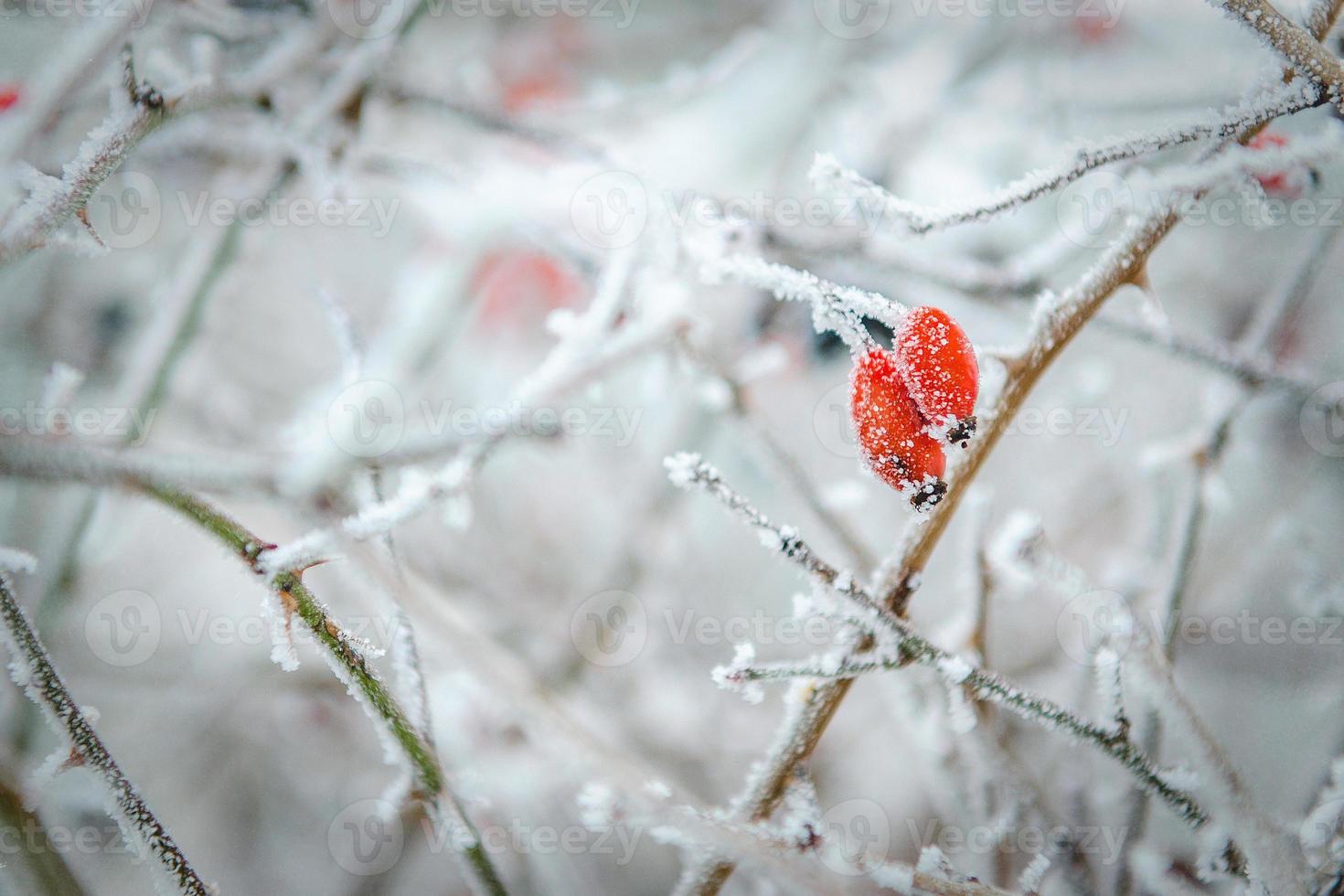 frost and snow on dry forest bushes photo