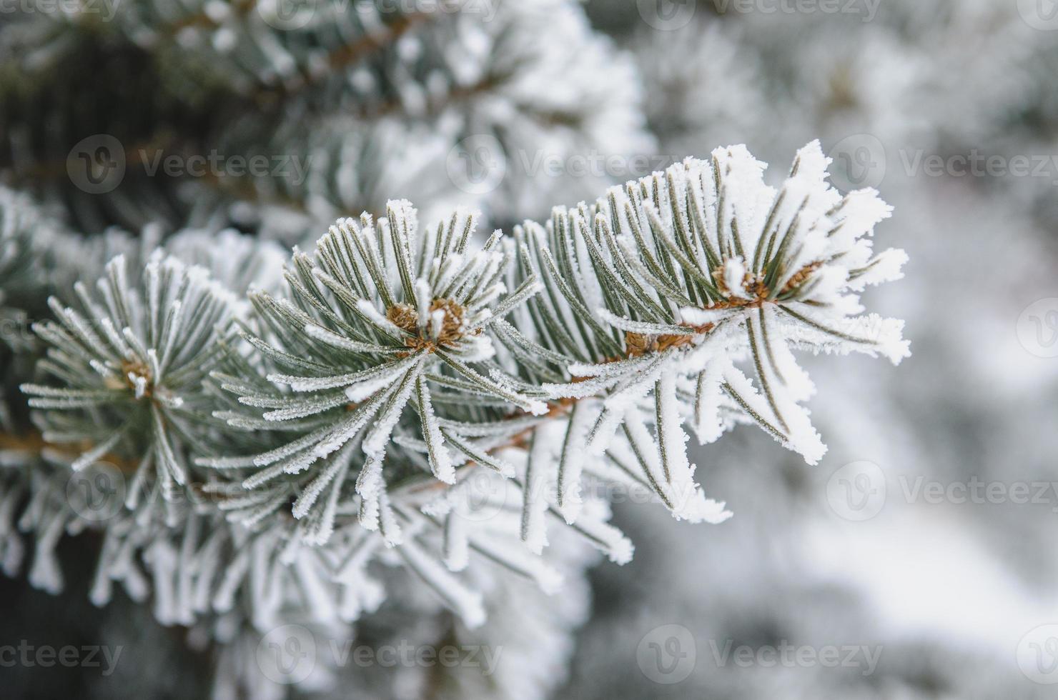 frost and snow on green needles of fir trees photo