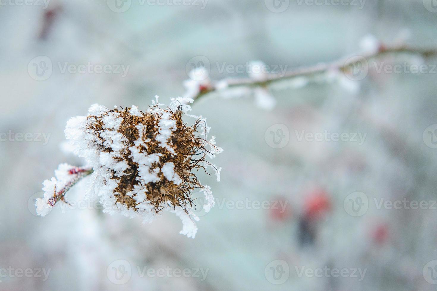 frost and snow on dry forest bushes photo