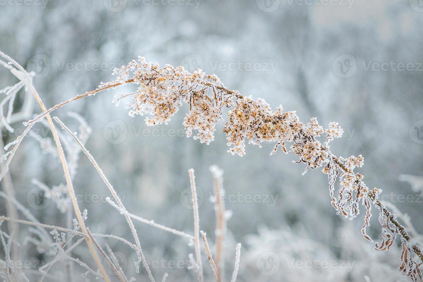 heladas y nieve en los arbustos del bosque seco foto