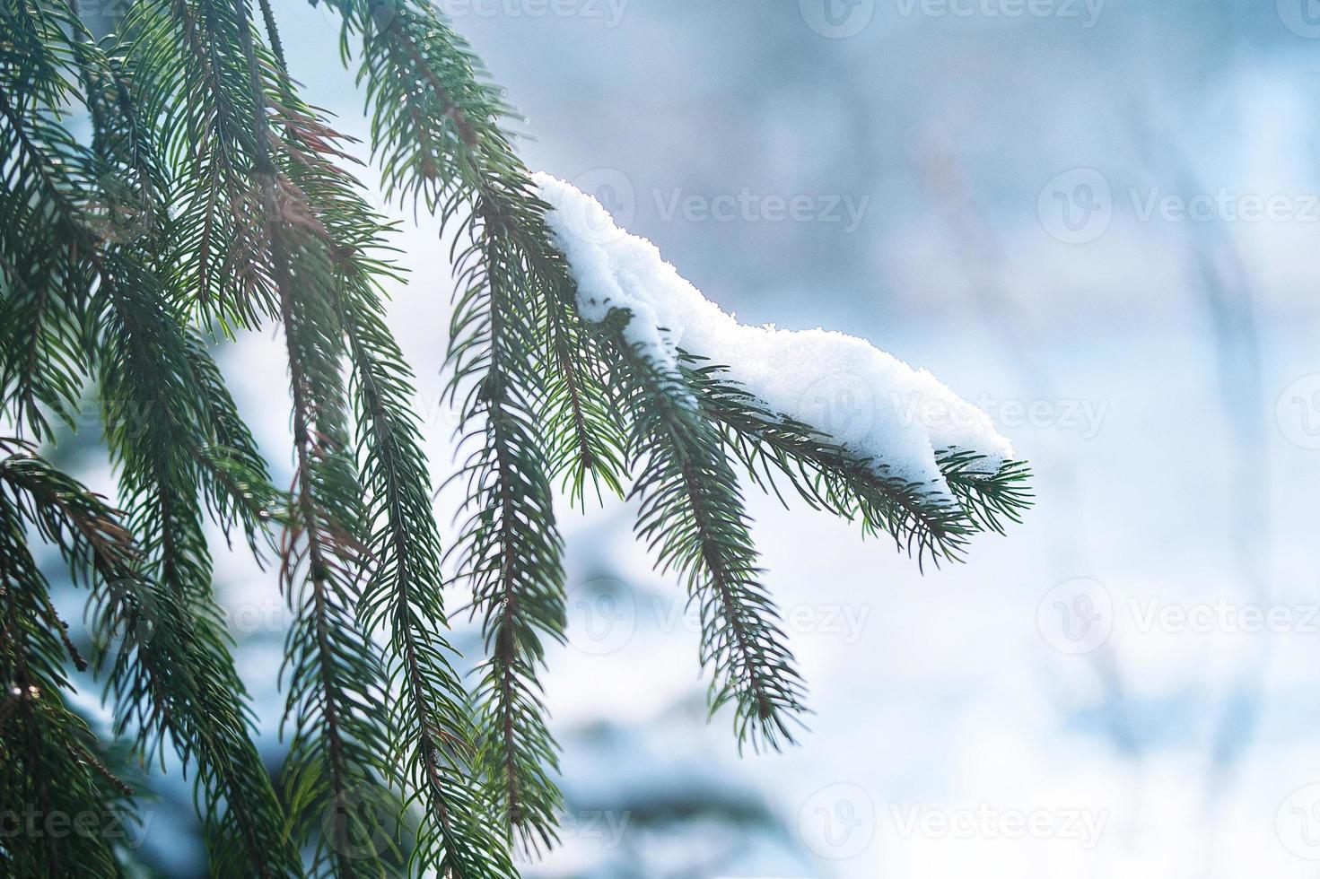 escarcha y nieve en agujas verdes de abetos foto