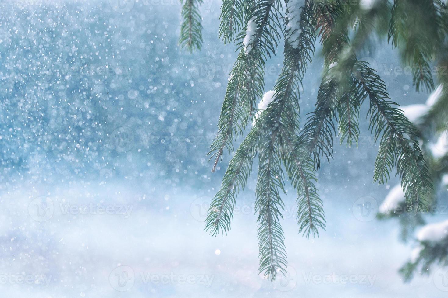 frost and snow on green needles of fir trees photo