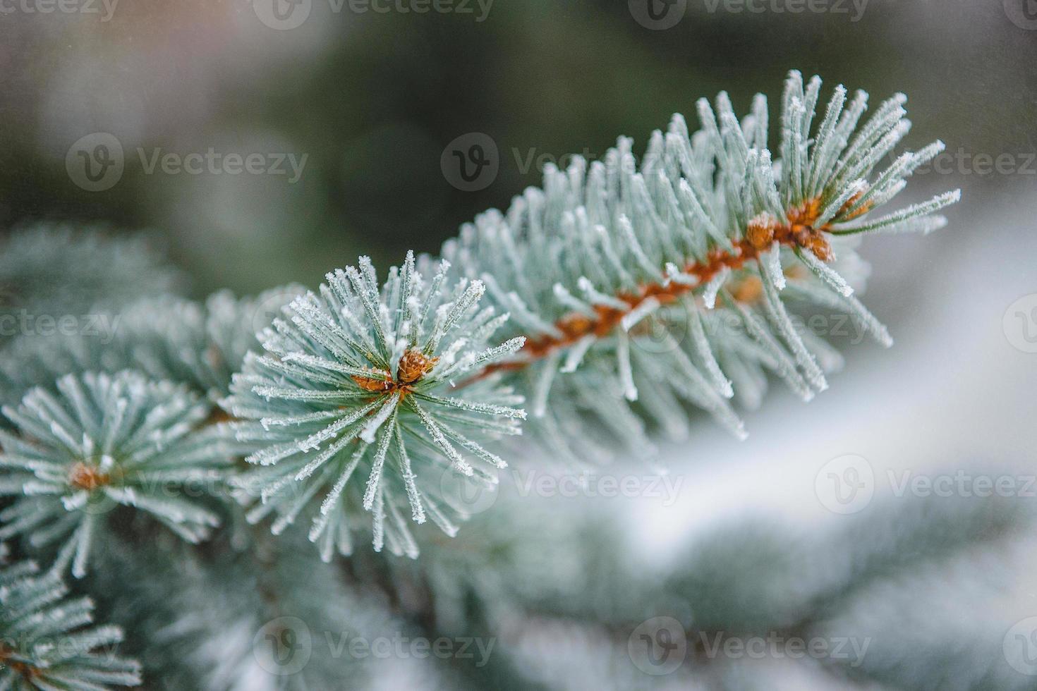 escarcha y nieve en agujas verdes de abetos foto