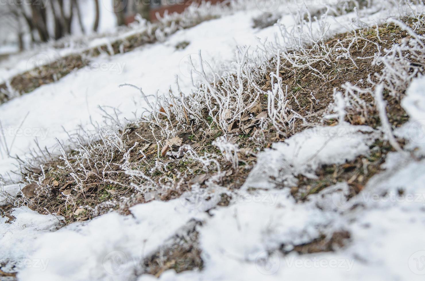 frost and snow on dry forest bushes photo