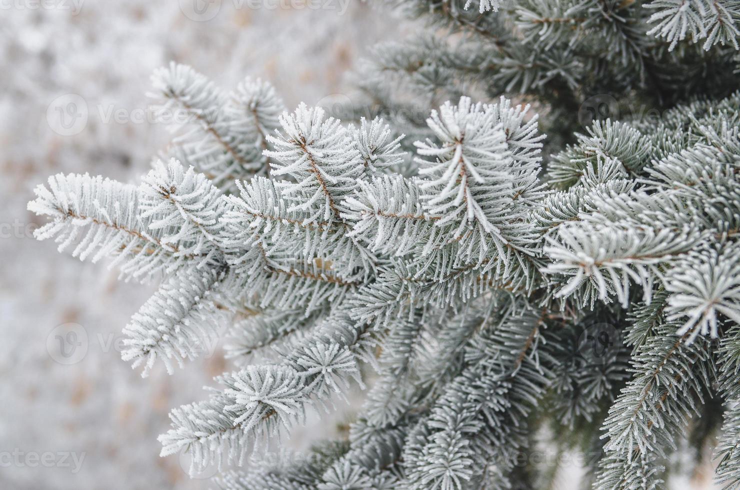 frost and snow on green needles of fir trees photo
