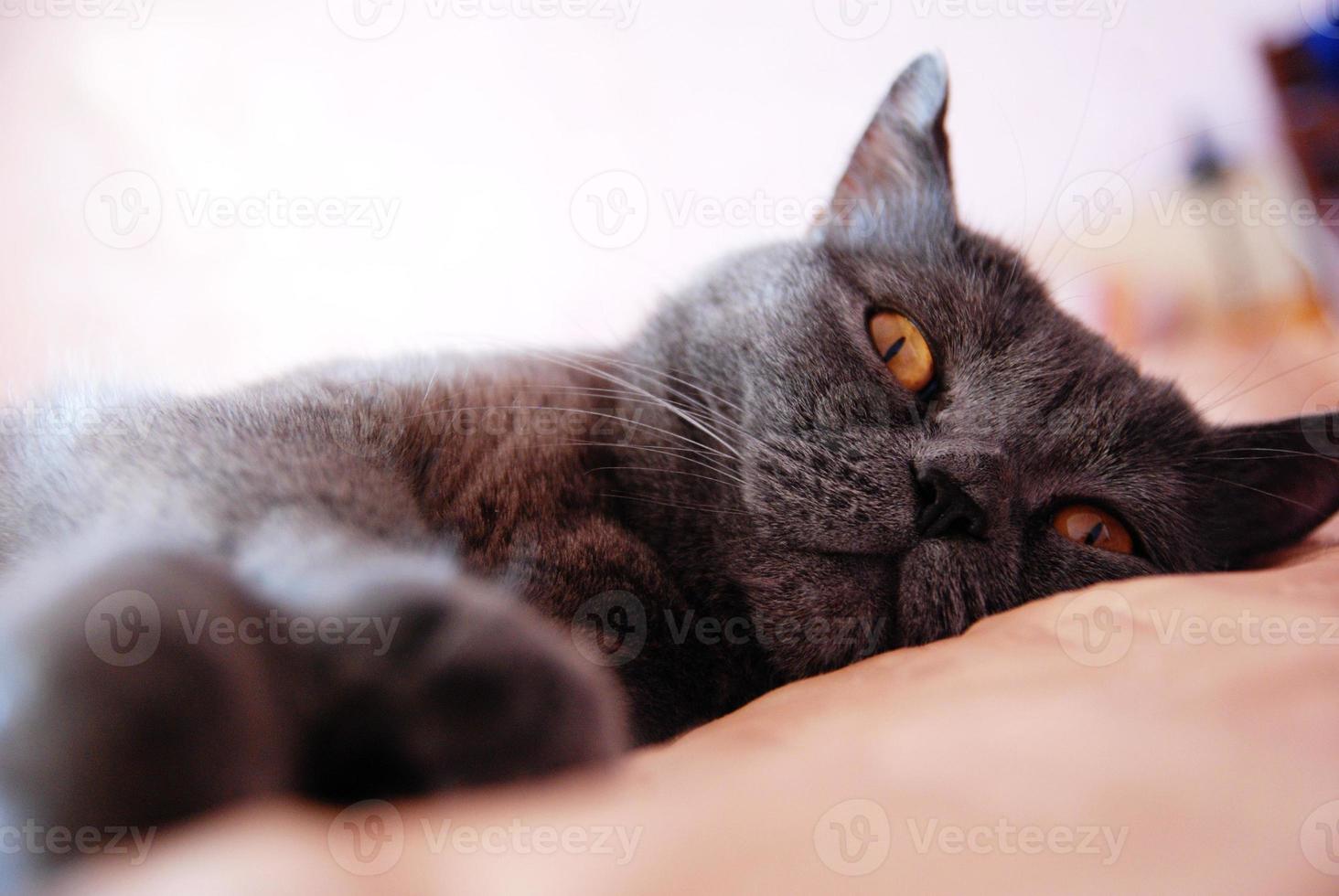 a gray cat of British or Scottish breed lies on the bed photo