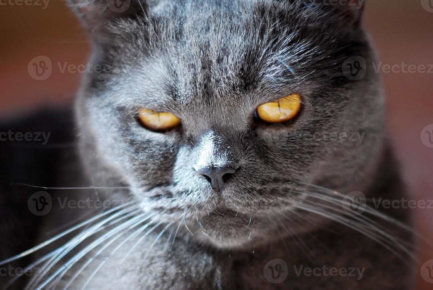 a gray cat of British or Scottish breed lies on the bed photo