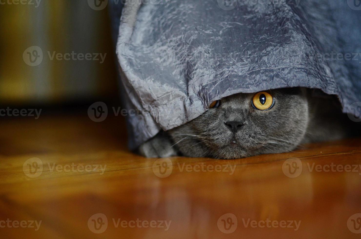 a gray cat of British or Scottish breed lies on the bed photo