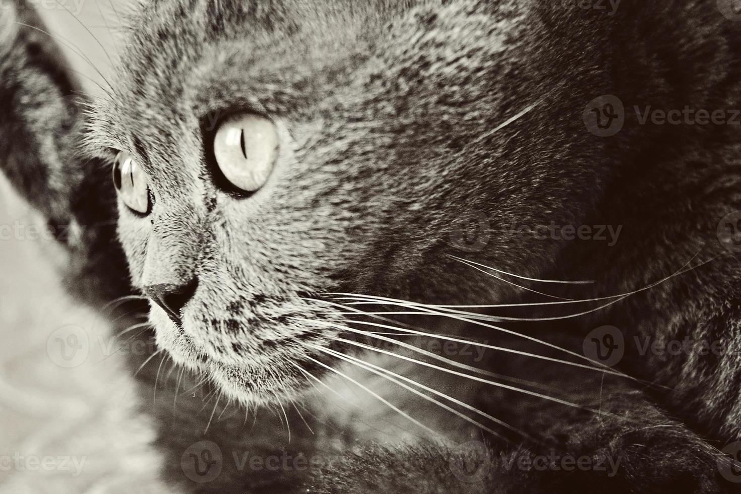 a gray cat of British or Scottish breed lies on the bed photo
