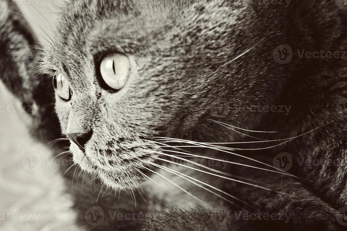 un gato gris de raza británica o escocesa yace en la cama foto