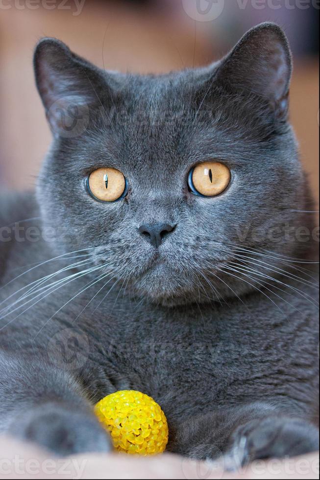 a gray cat of British or Scottish breed lies on the bed photo