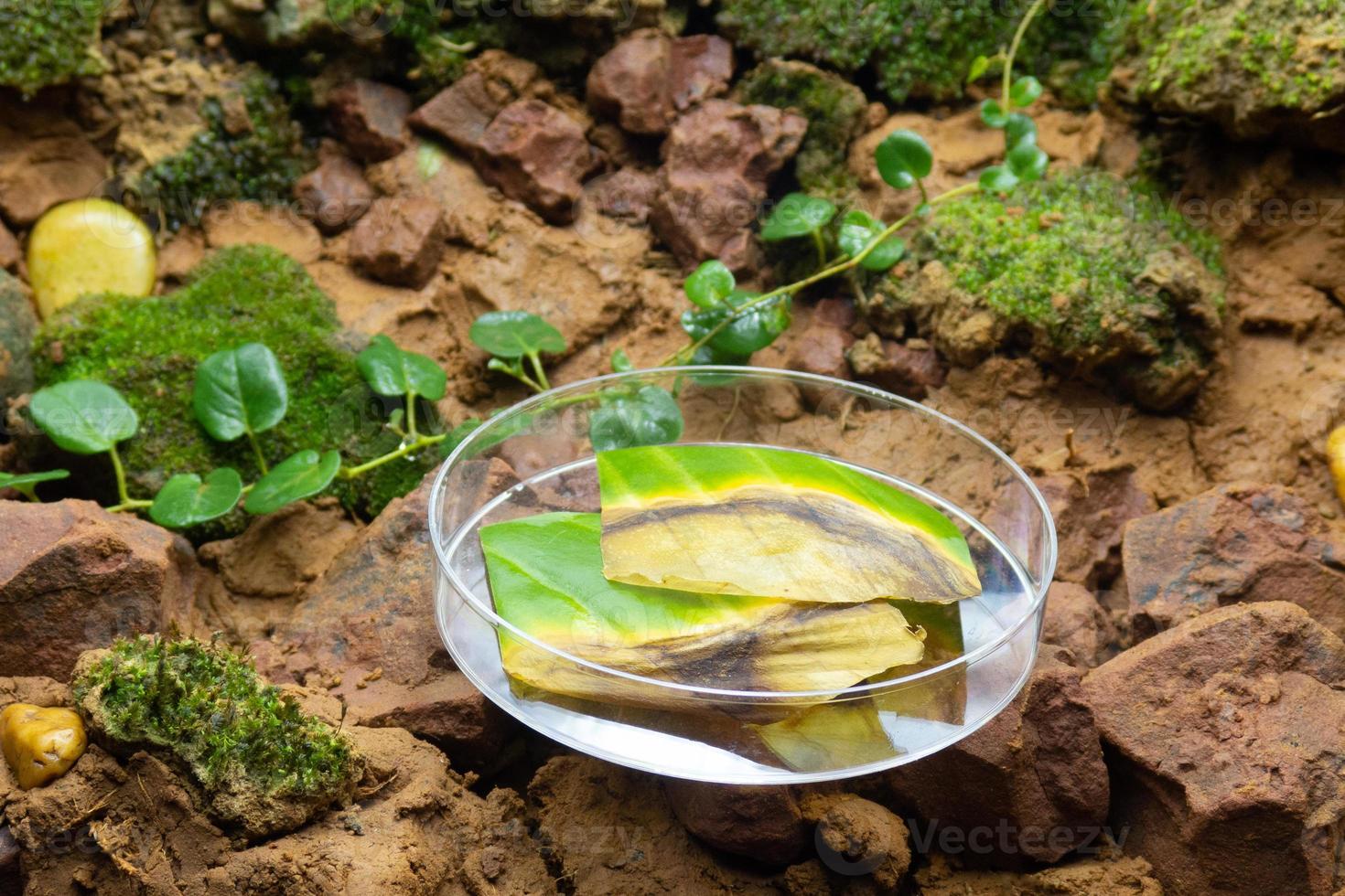 hojas de dieffenbachia colocadas en un plato foto