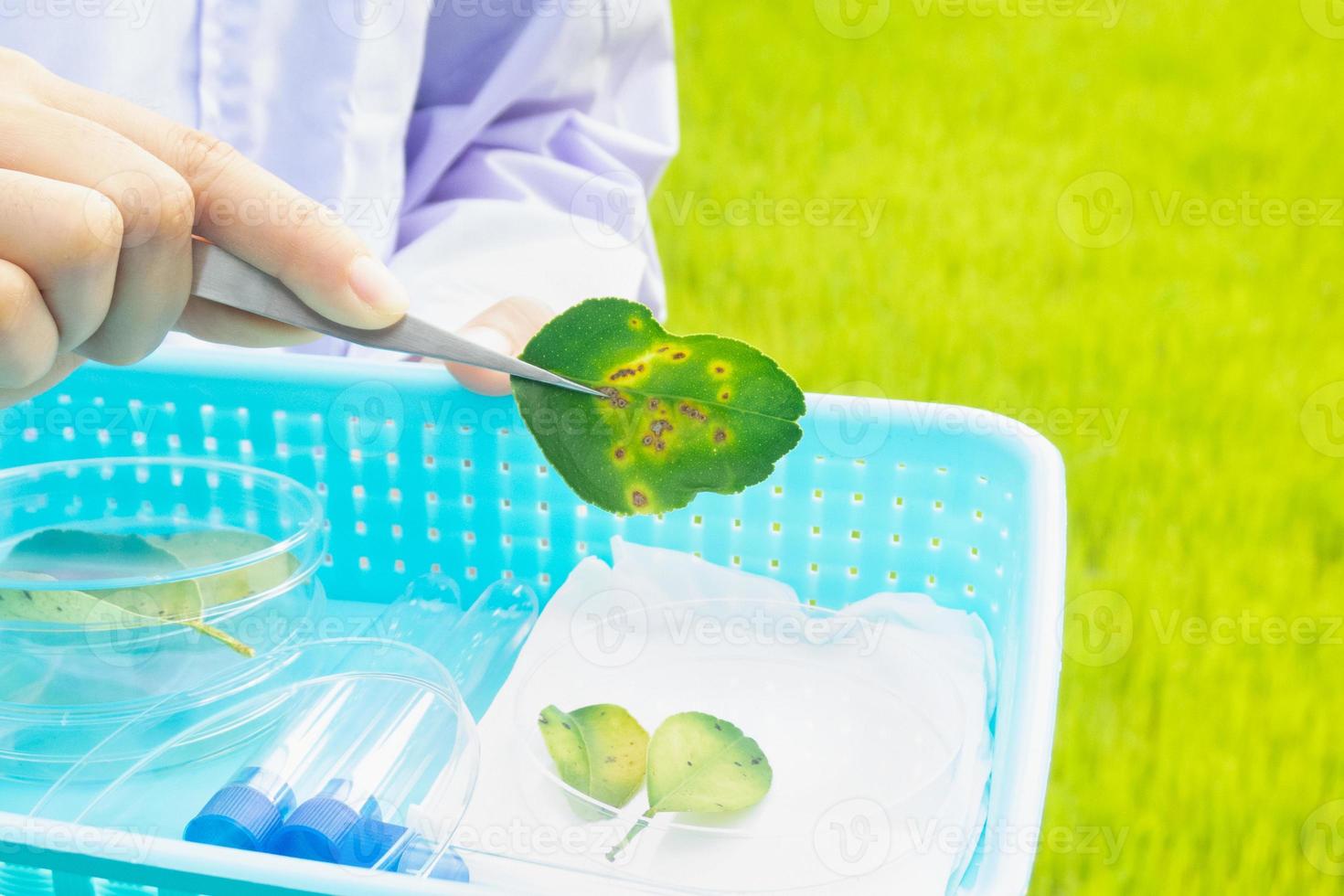 Scientist or teacher showing lemon leaf photo