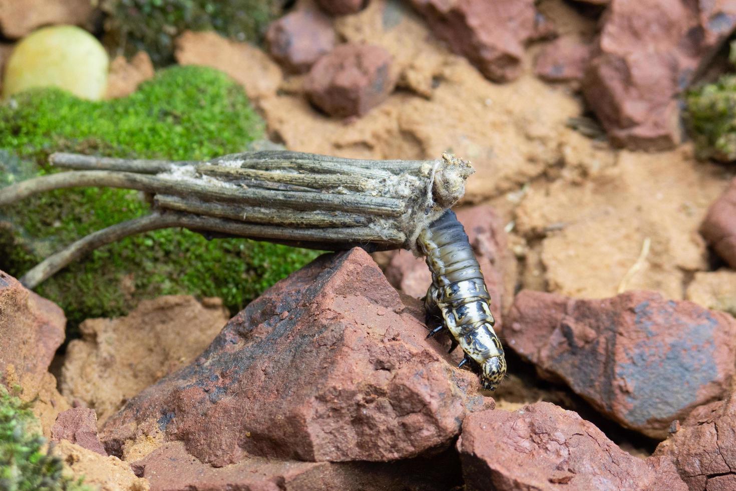 Bagworm or larva fly photo