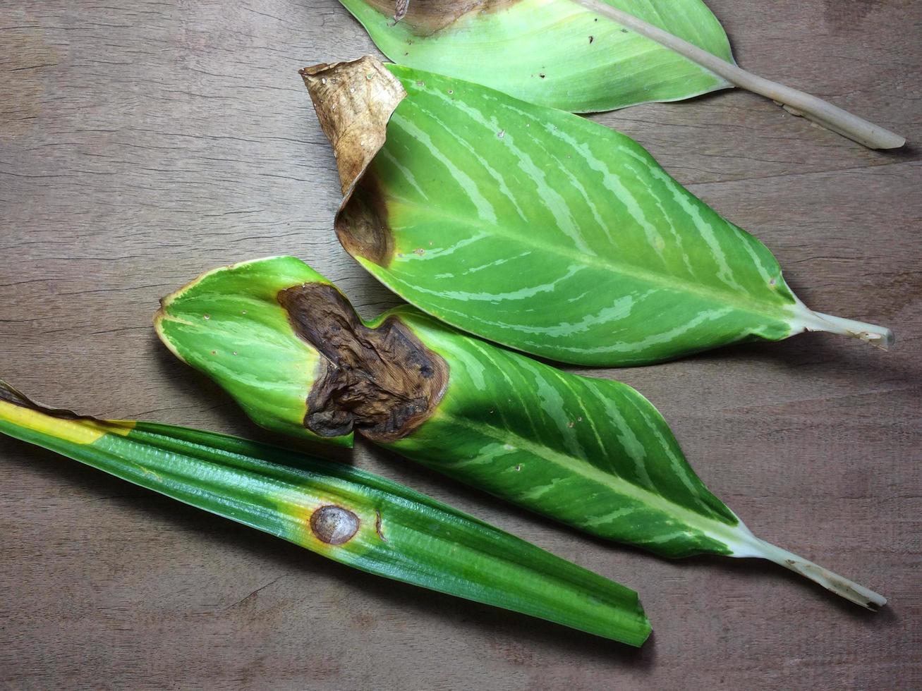 Dieffenbachia and Crinum lily leaves photo