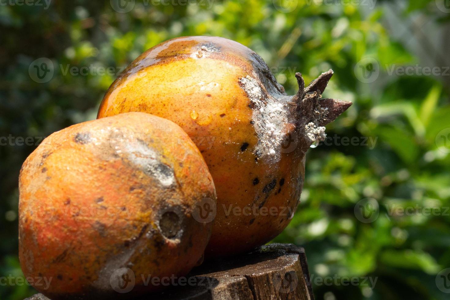Mealybug pest destroy Pomegranate fruits photo