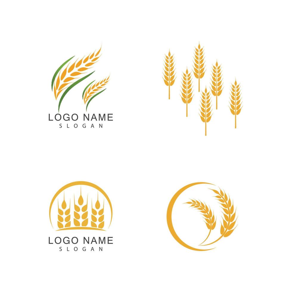 Agriculture wheat vector icon design