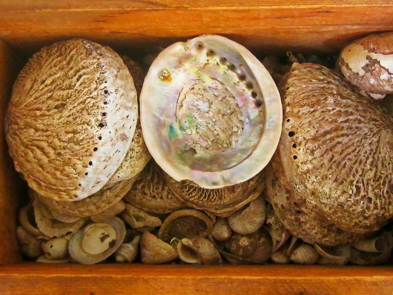 conchas marinas colocadas en una caja foto
