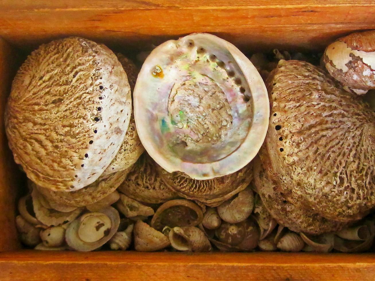 Seashells place in a box photo