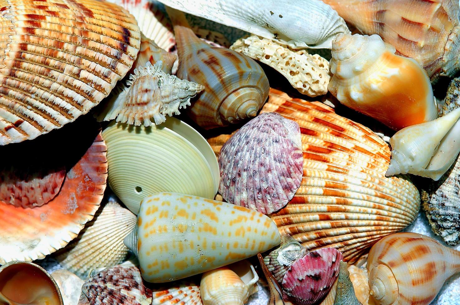 seashells on the shore of the sea photo