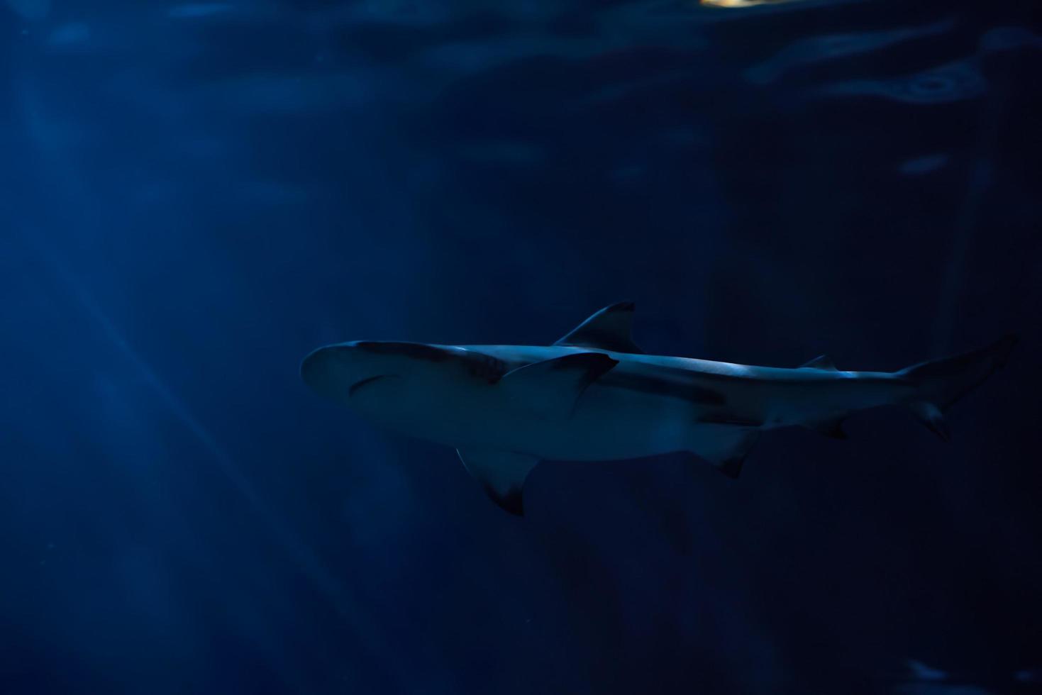 un tiburón dentro del océano foto