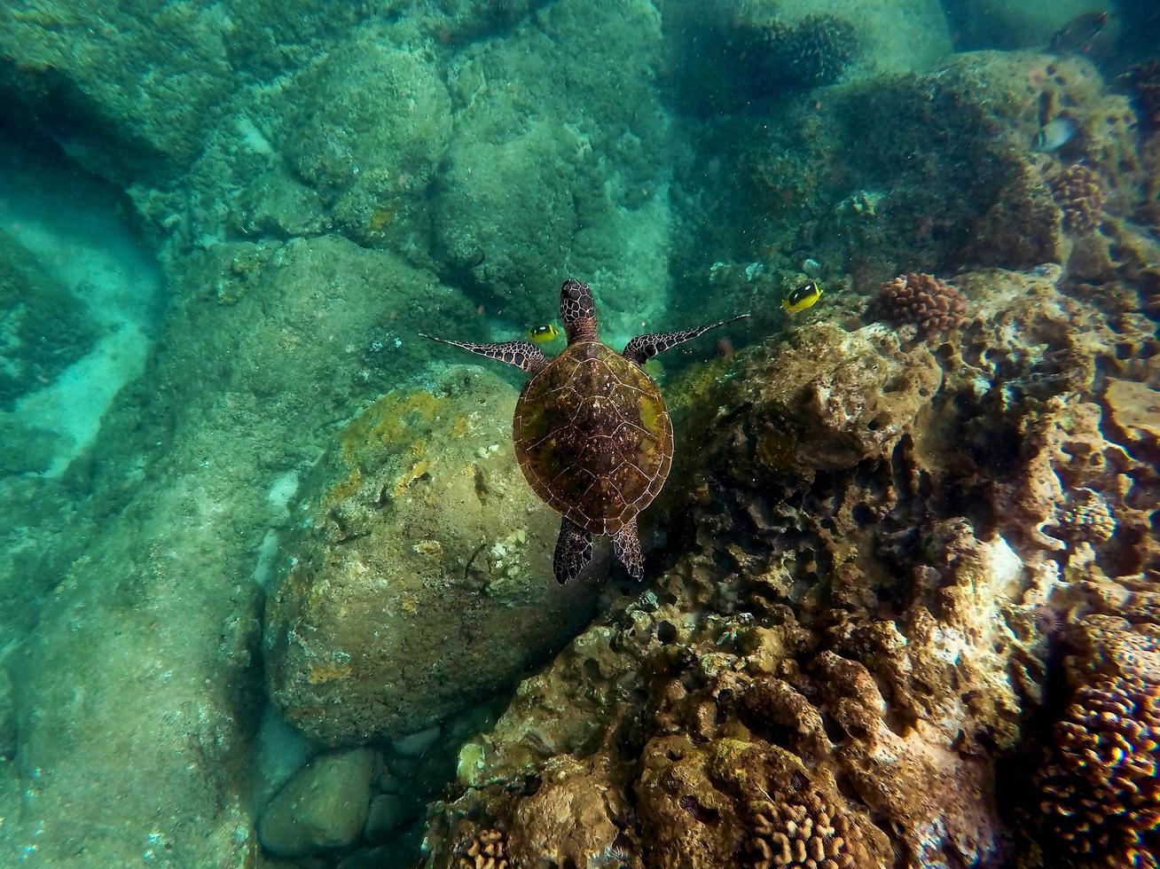 sea turtle swimming in the sea photo