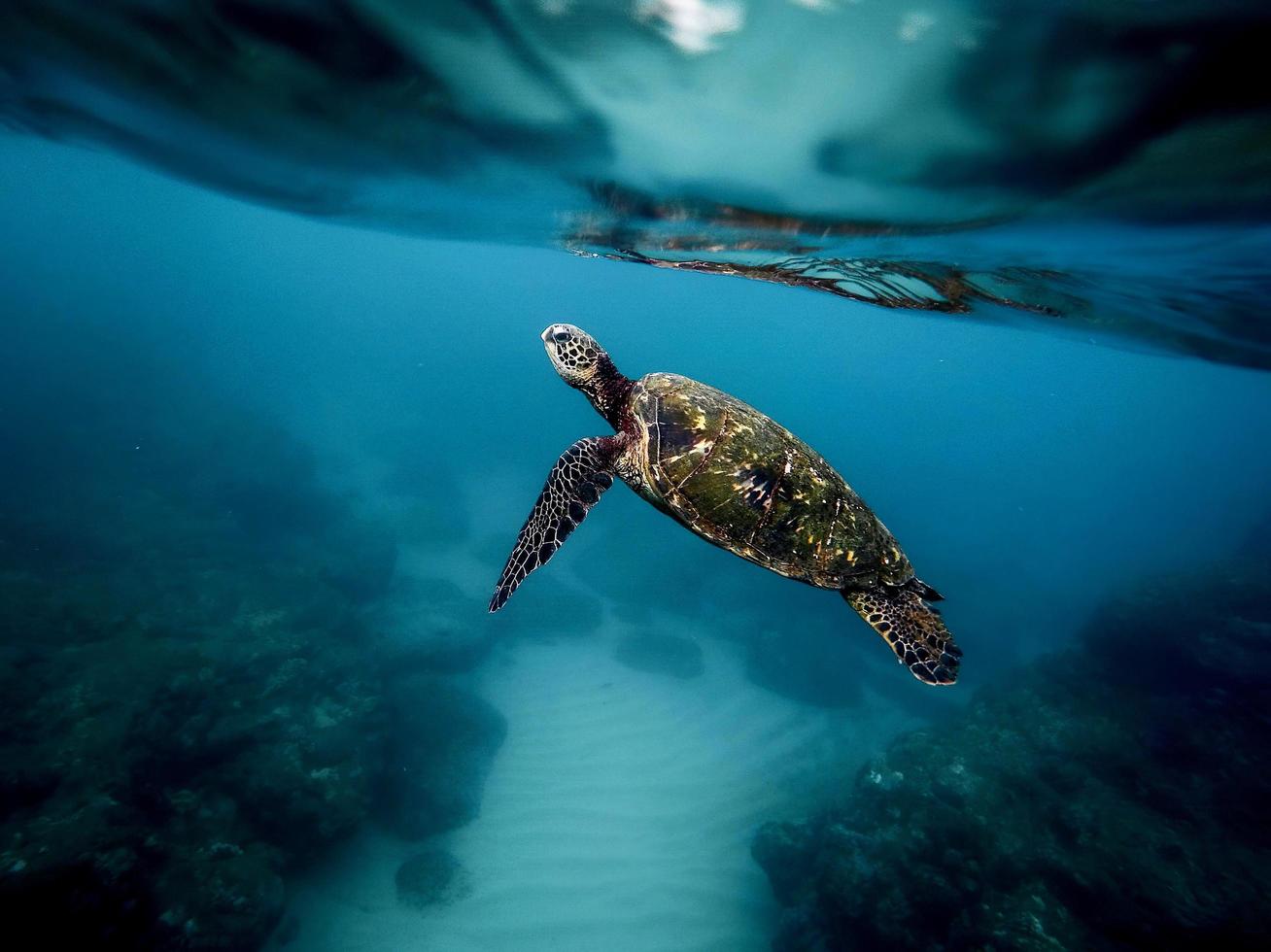 sea turtle swimming in the sea photo