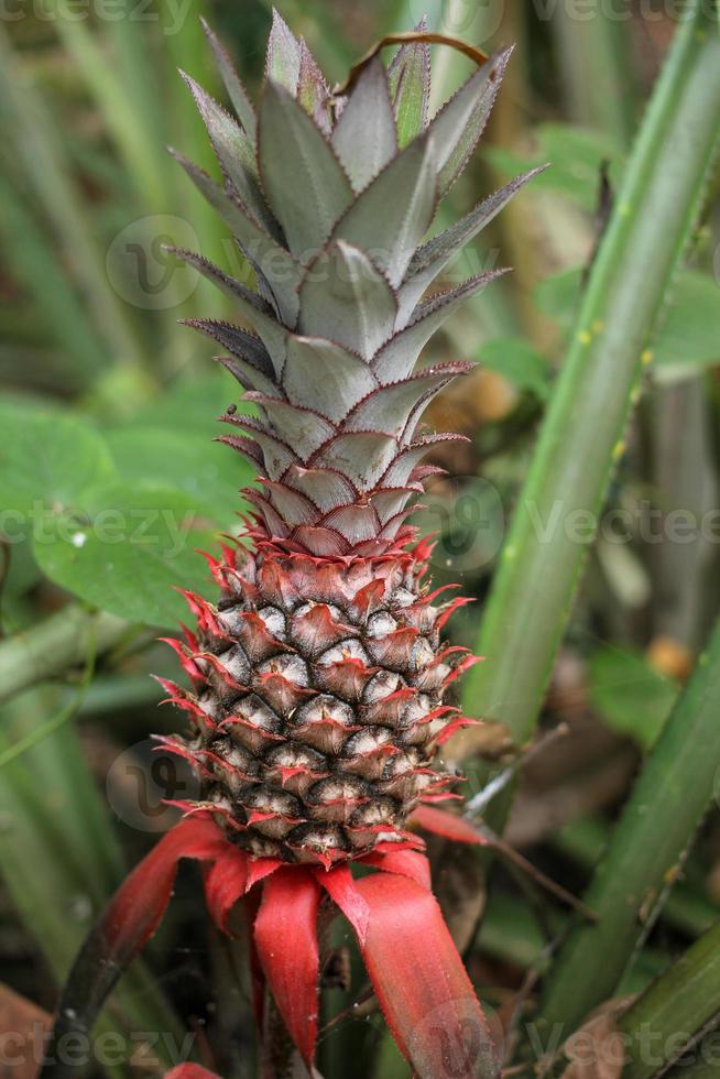 pineapple tropical fruit photo