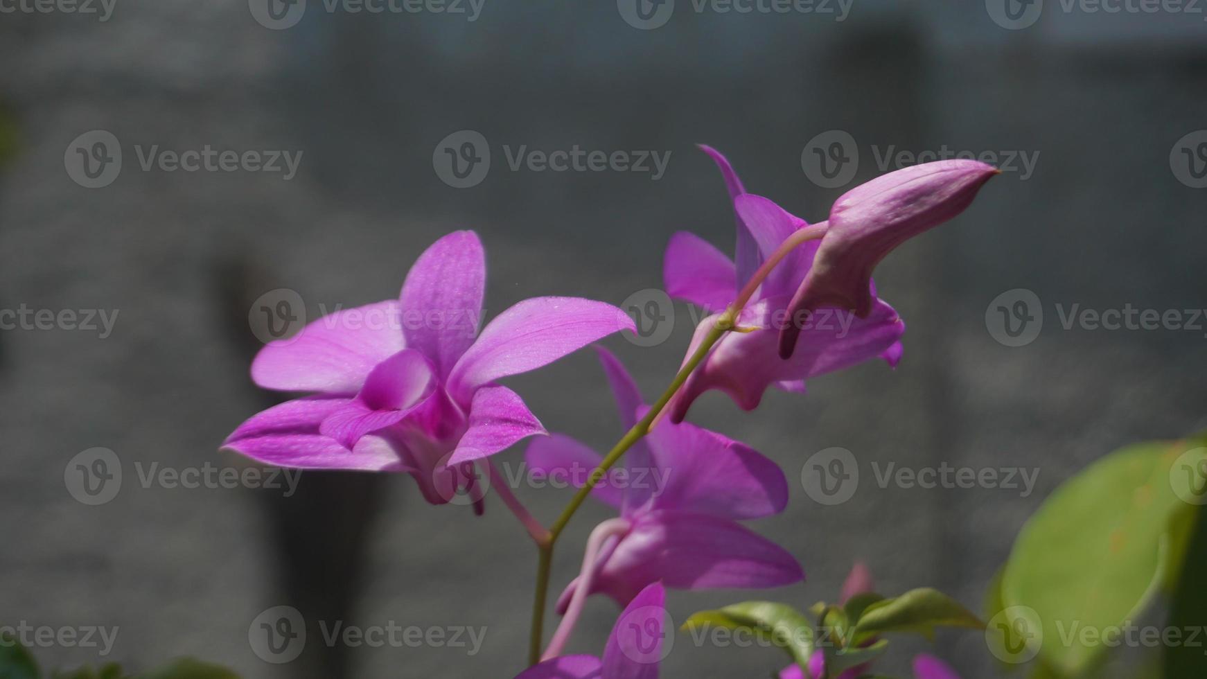 flor de orquídea púrpura que ha florecido foto