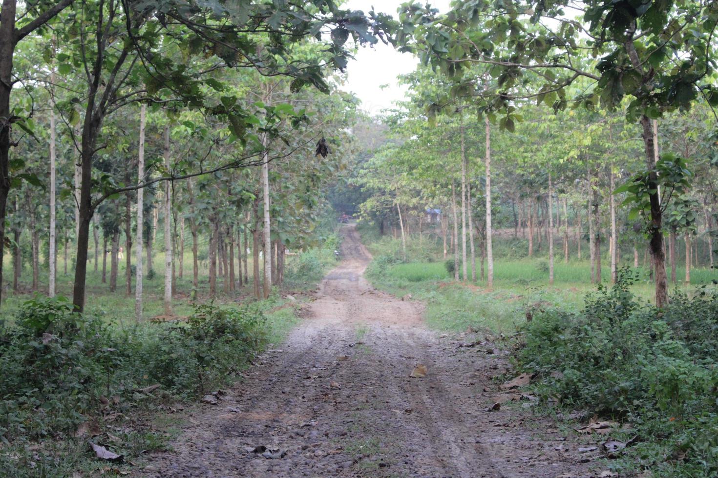 straight path in the forest photo